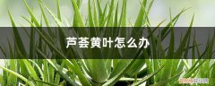 芦荟黄叶子怎么办 芦荟黄叶怎么办
