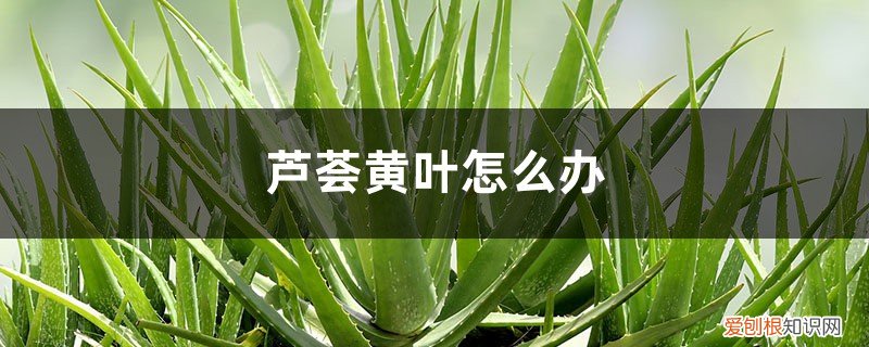 芦荟黄叶子怎么办 芦荟黄叶怎么办