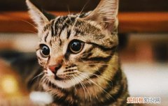 猫不能吃虾肉吗 猫咪能吃虾肉吗