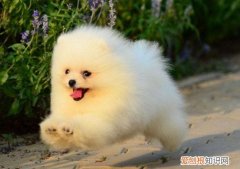 为什么养博美的人不多 养博美人少的原因