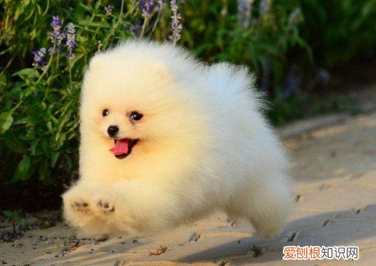 为什么养博美的人不多 养博美人少的原因