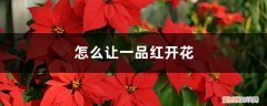 一品红花怎么养才红 怎么让一品红开花，开完花怎么处理