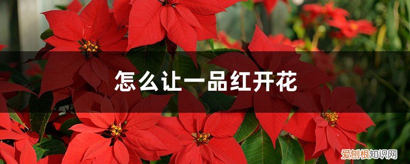 一品红花怎么养才红 怎么让一品红开花,开完花怎么处理