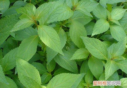 溪黄草的功效及禁忌溪黄草有哪些食用方法