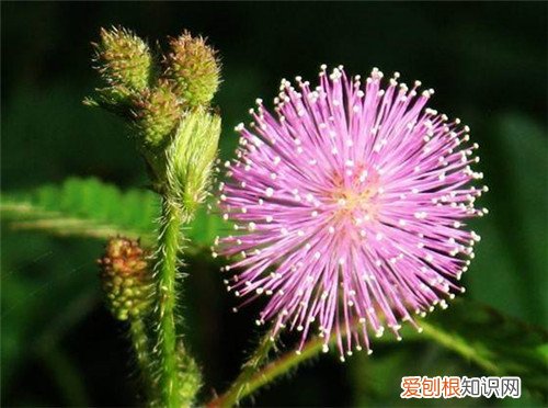 含羞草的样子 含羞草的能力有啥