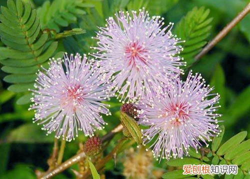 含羞草的样子 含羞草的能力有啥