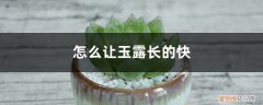 怎样让玉露长得紧凑 怎么让玉露长的快，长得紧凑