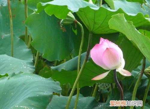 莲花图片大全欣赏 莲花的基本信息介绍