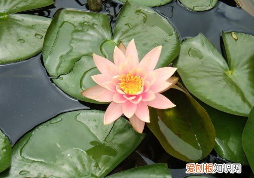 莲花图片大全欣赏 莲花的基本信息介绍