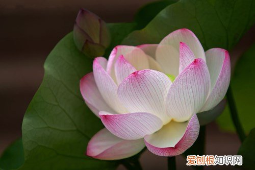 莲花图片大全欣赏 莲花的基本信息介绍