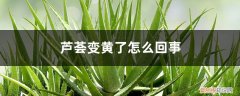 芦荟变黄了怎么办 芦荟变黄了怎么回事
