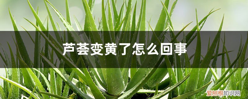 芦荟变黄了怎么办 芦荟变黄了怎么回事