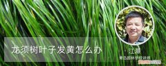 龙须树发黄叶干有变黄 龙须树叶子发黄怎么办