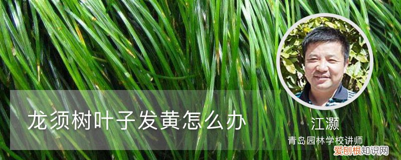 龙须树发黄叶干有变黄 龙须树叶子发黄怎么办