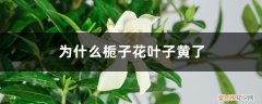 栀子花为何叶子发黄 为什么栀子花叶子黄了