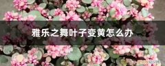 雅乐之舞叶片不红 雅乐之舞叶子变黄，这样做轻松救活