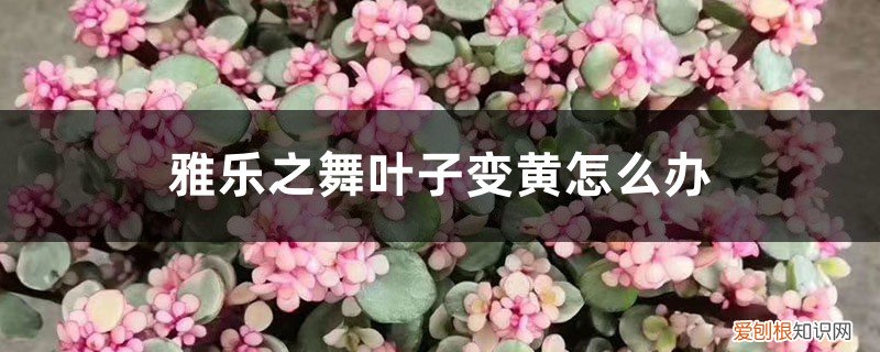 雅乐之舞叶片不红 雅乐之舞叶子变黄，这样做轻松救活