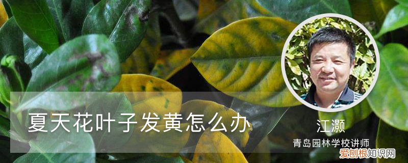 夏天花叶子发黄怎么办用什么药 夏天花叶子发黄怎么办