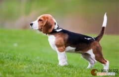 比格猎犬怎么养多少钱一只