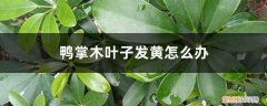 鸭掌木叶子发黄怎么回事儿呢? 鸭掌木叶子发黄怎么办