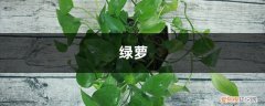 盆栽绿萝为什么叶发黄 “绿叶盆栽”总黄叶，这几点搞不清楚，难怪“绿萝”枯黄难看