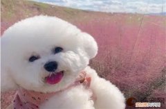 比熊怎么养 智商相当于几岁