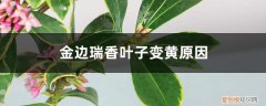 瑞边金香叶子发黄怎么办 金边瑞香叶子变黄，原因和补救方法详解