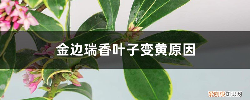 瑞边金香叶子发黄怎么办 金边瑞香叶子变黄,原因和补救方法详解