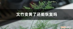 文竹变黄了还能恢复吗,黄了还能变绿吗 文竹变黄了还能恢复吗，黄了还能变绿吗