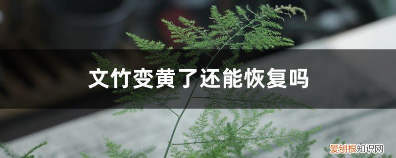 文竹变黄了还能恢复吗,黄了还能变绿吗 文竹变黄了还能恢复吗，黄了还能变绿吗