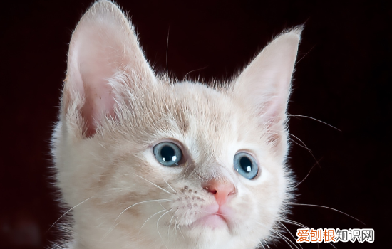 猫猫为什么不去猫砂盆里拉屎 猫不用猫砂盆乱拉屎