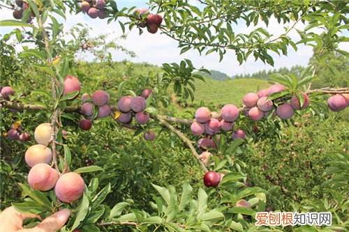 李果的功效是什么 李果怎么食用