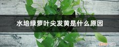 水培绿萝叶尖发黄是什么原因造成的 水培绿萝叶尖发黄是什么原因
