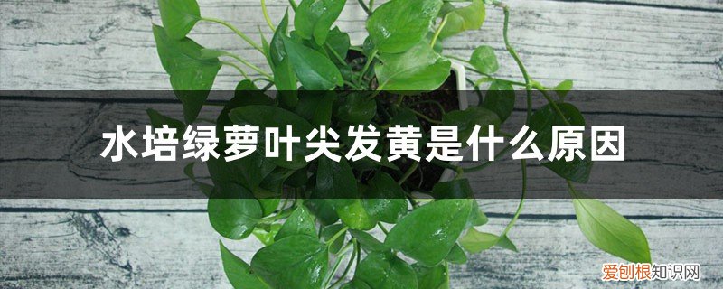 水培绿萝叶尖发黄是什么原因造成的 水培绿萝叶尖发黄是什么原因
