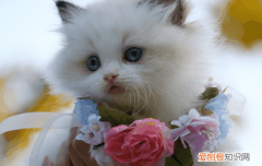 母猫要不要做绝育