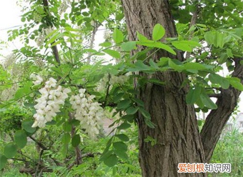 槐花树哪个品种好 槐花树价格怎么样