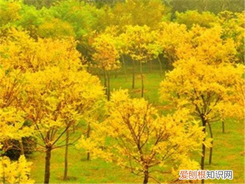 槐花树哪个品种好 槐花树价格怎么样