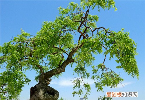槐花树哪个品种好 槐花树价格怎么样