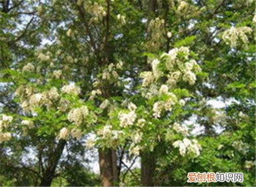 槐花树哪个品种好 槐花树价格怎么样