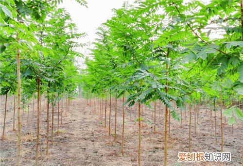 槐花树哪个品种好 槐花树价格怎么样