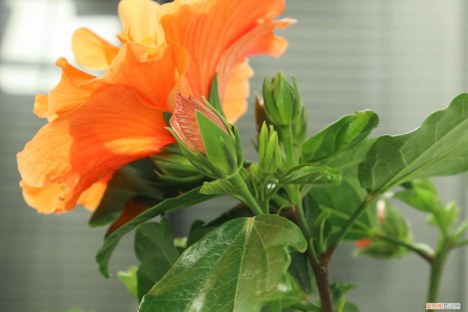 扶桑花的叶子发黄,花刚开就掉是怎么回事 扶桑花叶子发黄怎么办，叶子蔫了怎么办
