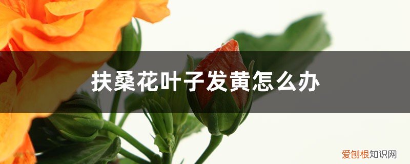 扶桑花的叶子发黄,花刚开就掉是怎么回事 扶桑花叶子发黄怎么办，叶子蔫了怎么办