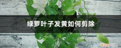 绿萝叶子发黄如何剪除