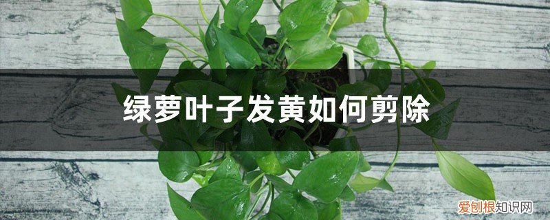 绿萝叶子发黄如何剪除