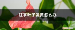 红掌叶子黄了怎么修剪 红掌叶子发黄怎么办，要剪掉吗
