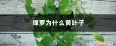 绿萝为什么黄叶子多少天浇一次 绿萝为什么黄叶子