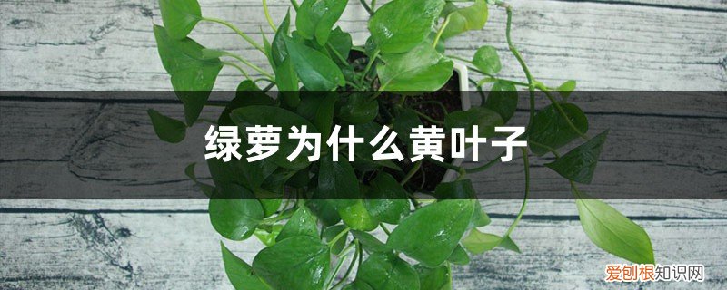 绿萝为什么黄叶子多少天浇一次 绿萝为什么黄叶子