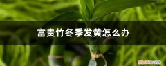 冬天富贵竹发黄怎么回事 富贵竹冬季发黄怎么办