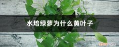 水培绿萝黄叶子是怎么回事 水培绿萝为什么黄叶子