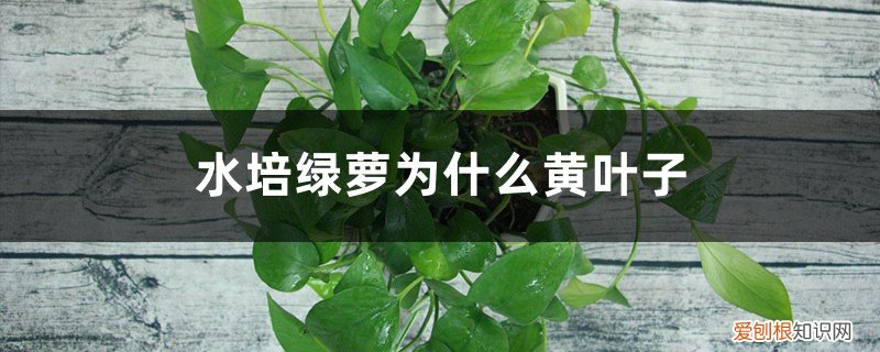 水培绿萝黄叶子是怎么回事 水培绿萝为什么黄叶子
